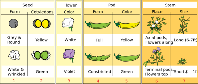 https://drimhotepmd.com/wp-content/uploads/2014/03/diagram-showing-the-seven-characters-observed-by-mendel.png