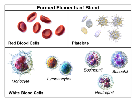blood Formed_Elements