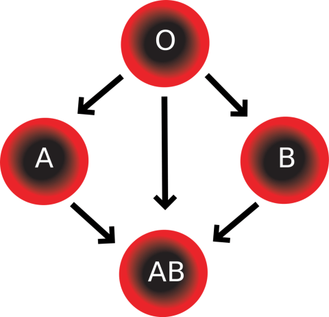Compatibility of blood types.
