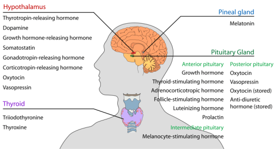http://en.wikipedia.org/wiki/File:Endocrine_central_nervous_en.svg