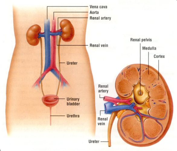 excretory_anatomy