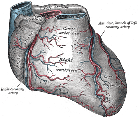 Heart showing the Coronary Arteries