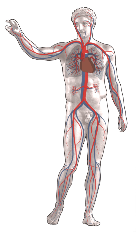 Human circulatory system. Arteries are shown in red, veins blue.
