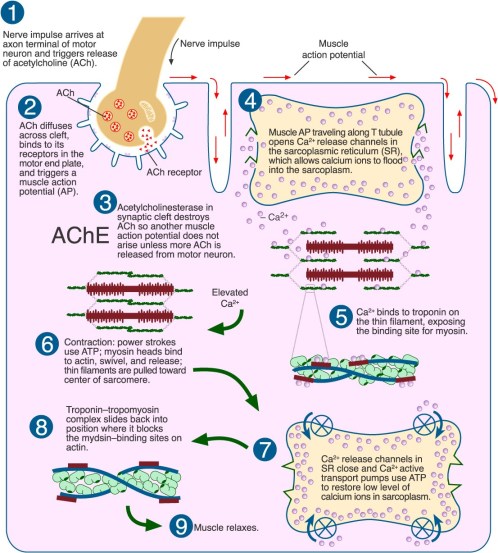 sliding_filament_theory