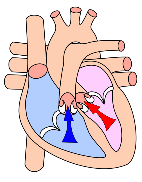 The heart in the diastole phase.