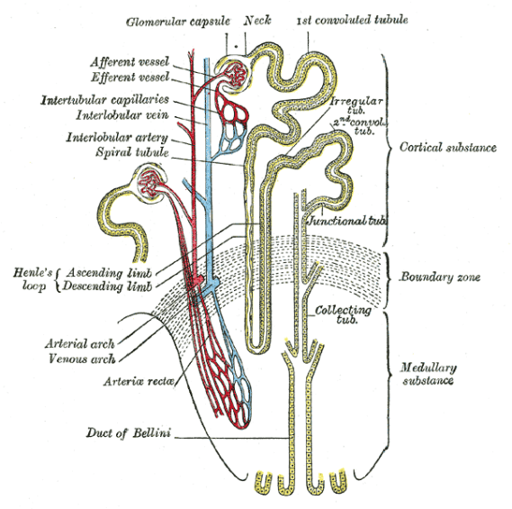 The Nephron Loop or Loop of Henle.